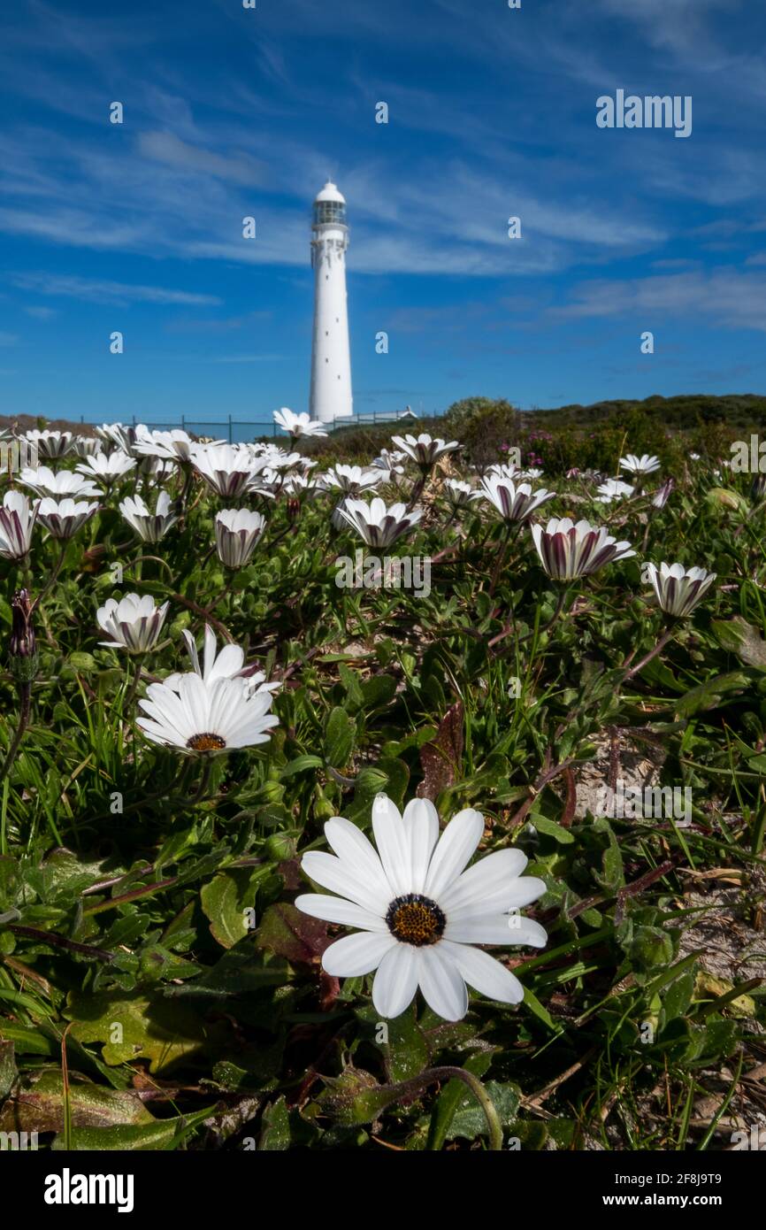 Fresh spring daisies growing in front of Slangkop lighthouse, Kommetjie, Western Cape, South Africa Stock Photo