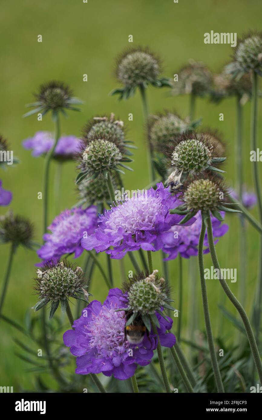 Vertical shot of a bee on delicate scabiosas Stock Photo