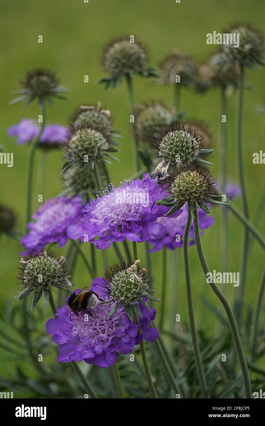 Vertical shot of a bee on delicate scabiosas Stock Photo