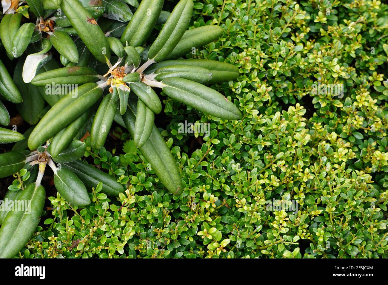 Top view of boxwood and dicotyledonous plants Stock Photo