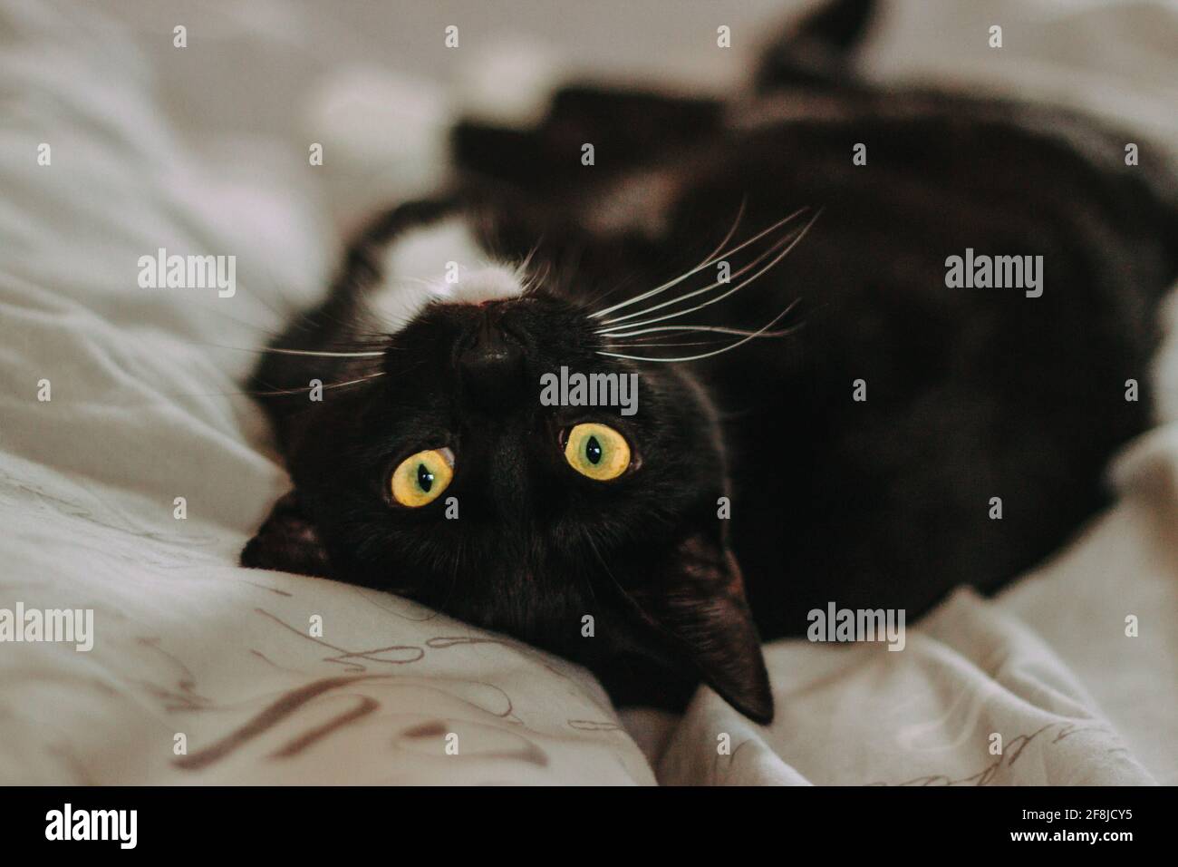 Close-Up of a black cat lying on its back on a bed Stock Photo