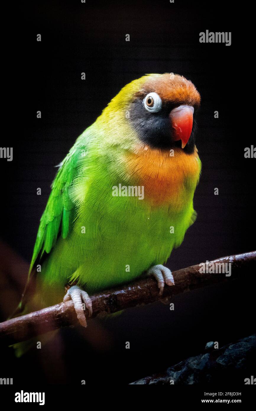 Vertical shot of a Black-cheeked lovebird perched on a branch Stock Photo