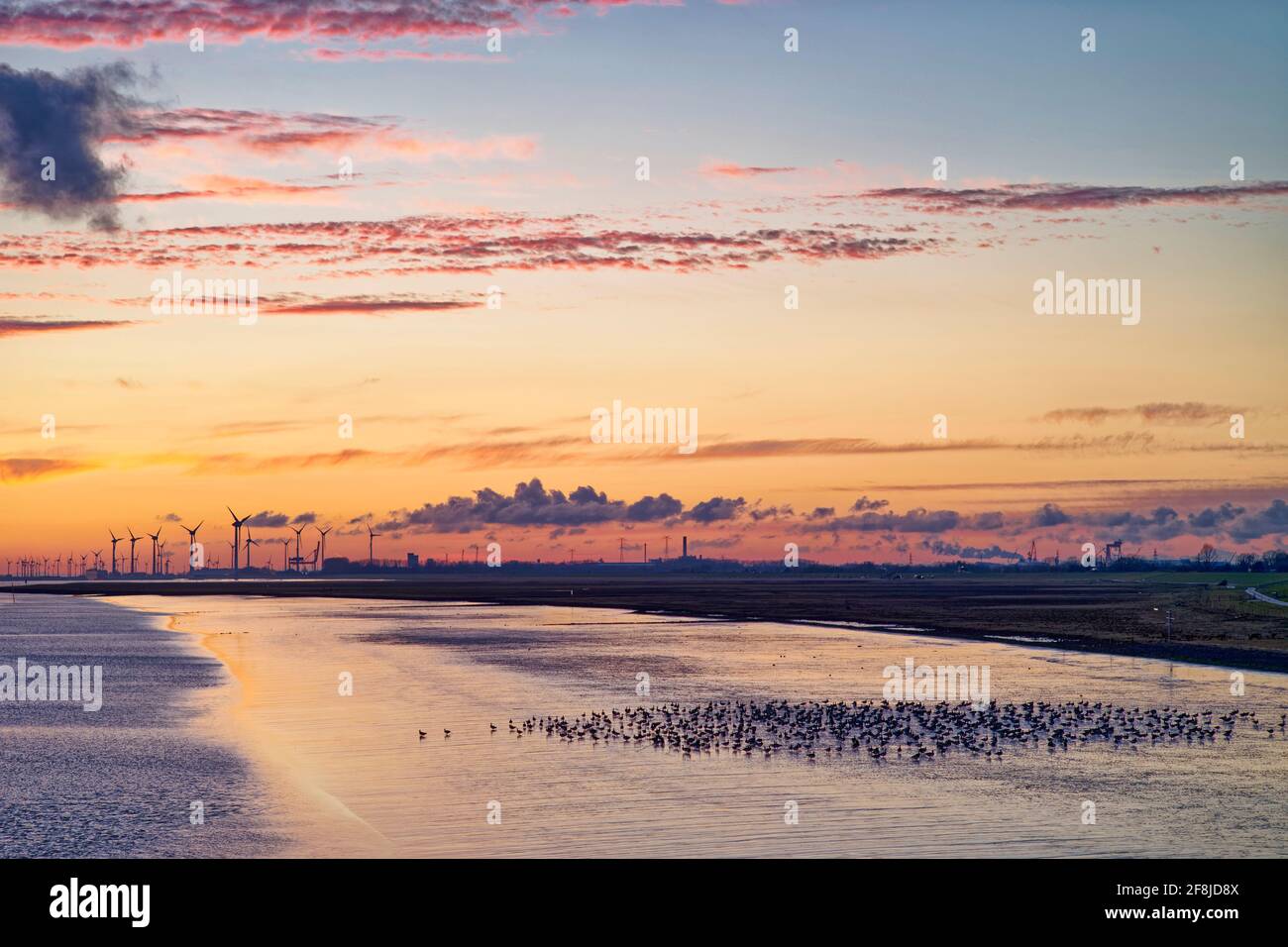 Flock of barnacle geese standing on riverbank of Ems River with wind turbines in the distance, East Frisia, Lower Saxony, Germany Stock Photo