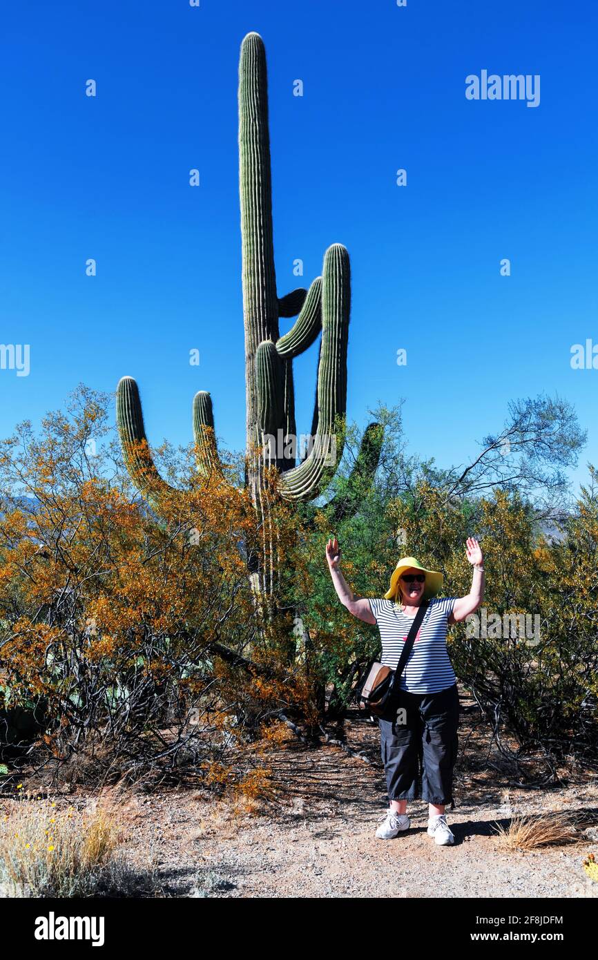 Enthusiastic tourist depicts a giant cactus, Mature 11-arm cactus, Saguaro National Park, Sonoran desert, Arizona, USA Stock Photo