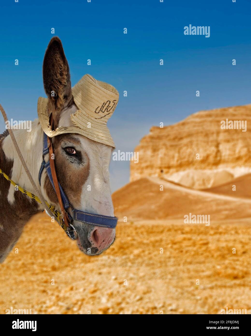 Donkey Jose and desert Stock Photo