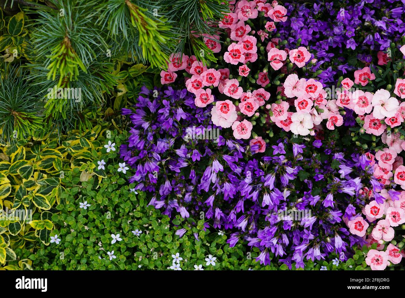 Top view of colorful garden flowers and plants Stock Photo