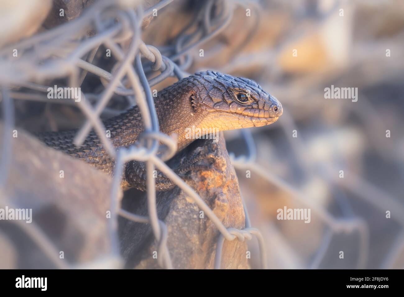 Portrait of a Cunningham's spiny-tailed skink peering through a fence, Australia Stock Photo