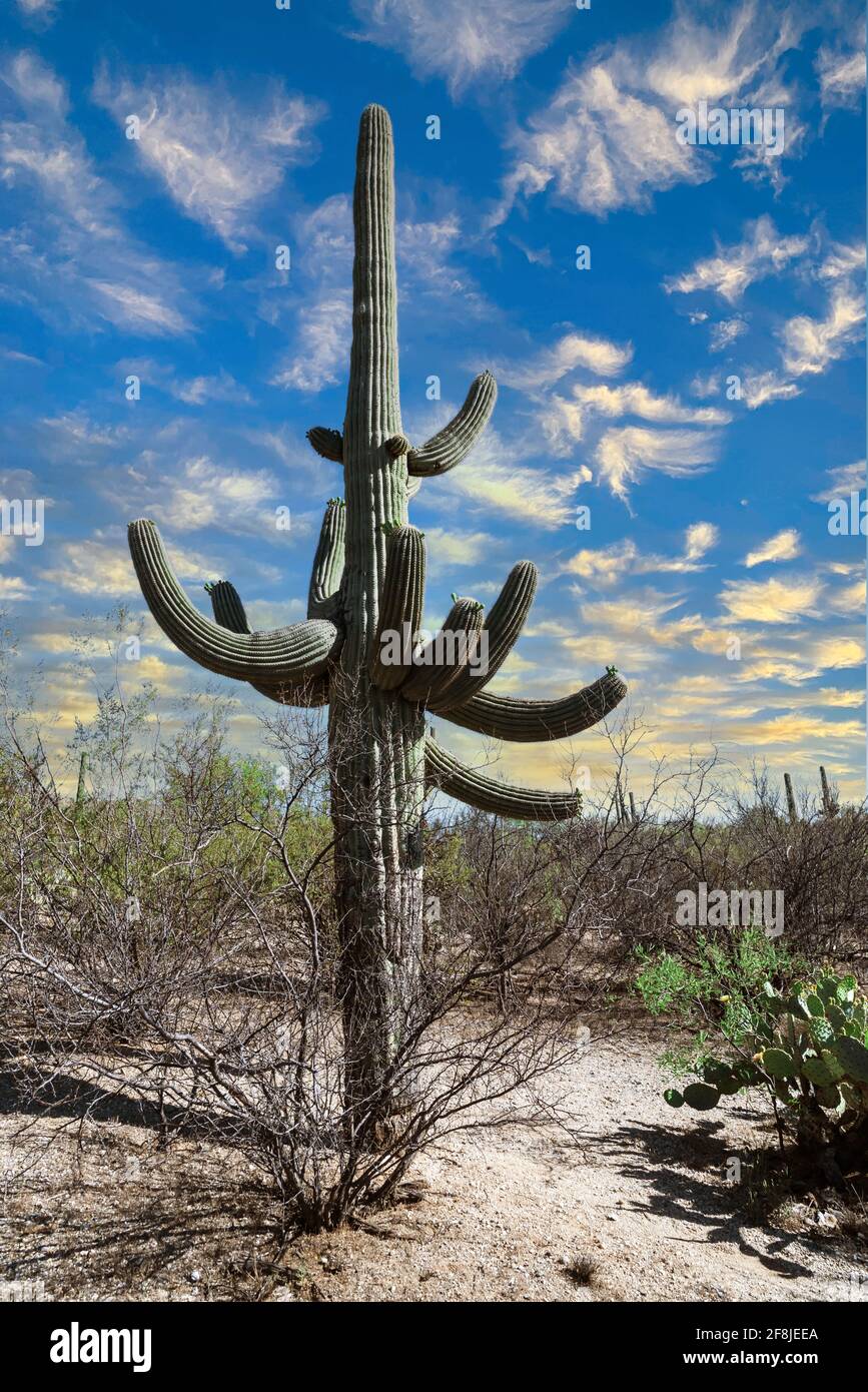 Cactus, Saguaro National Park, Sonoran desert, Arizona, USA Stock Photo