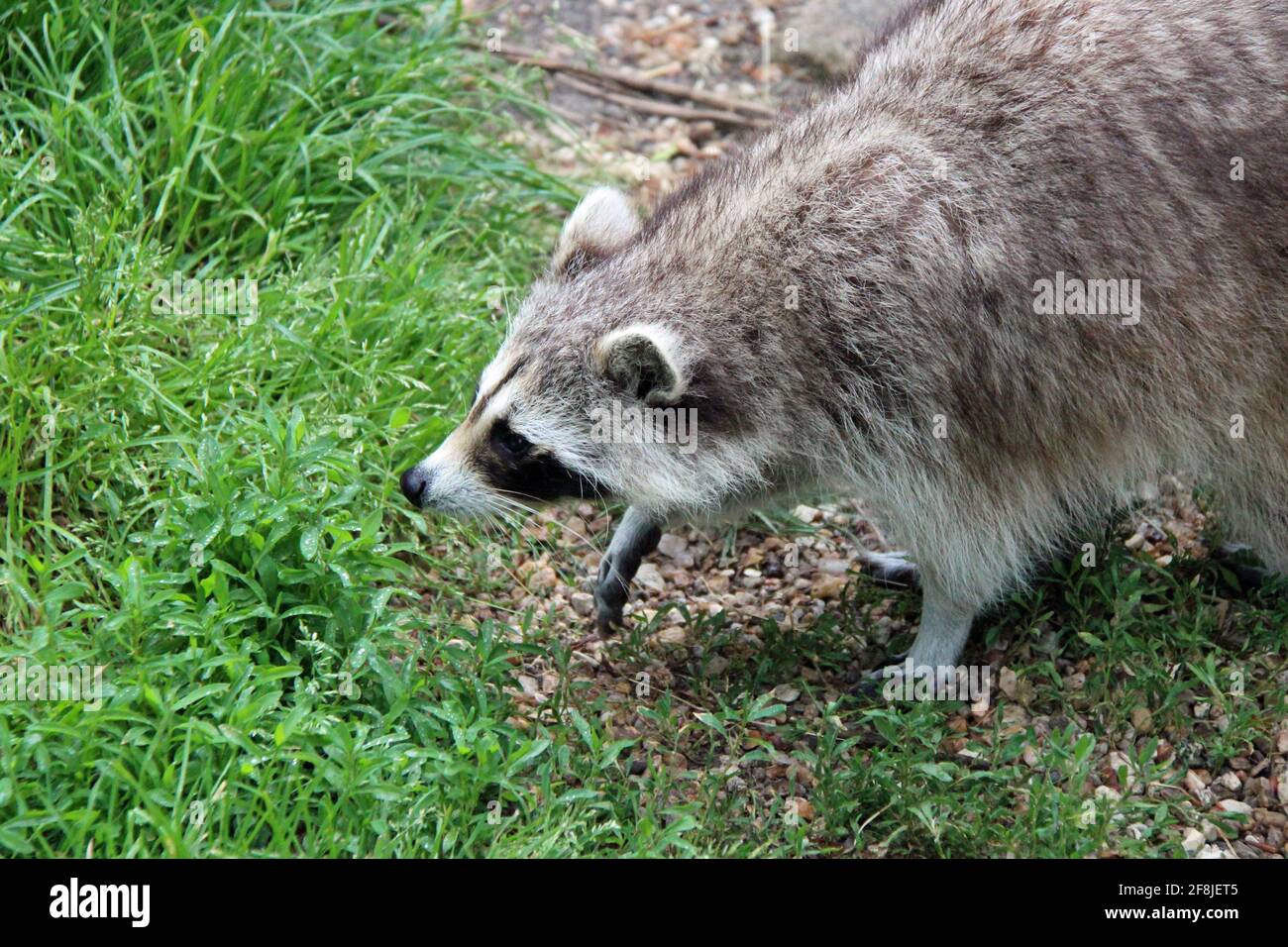 raccoon in a zoo in france Stock Photo