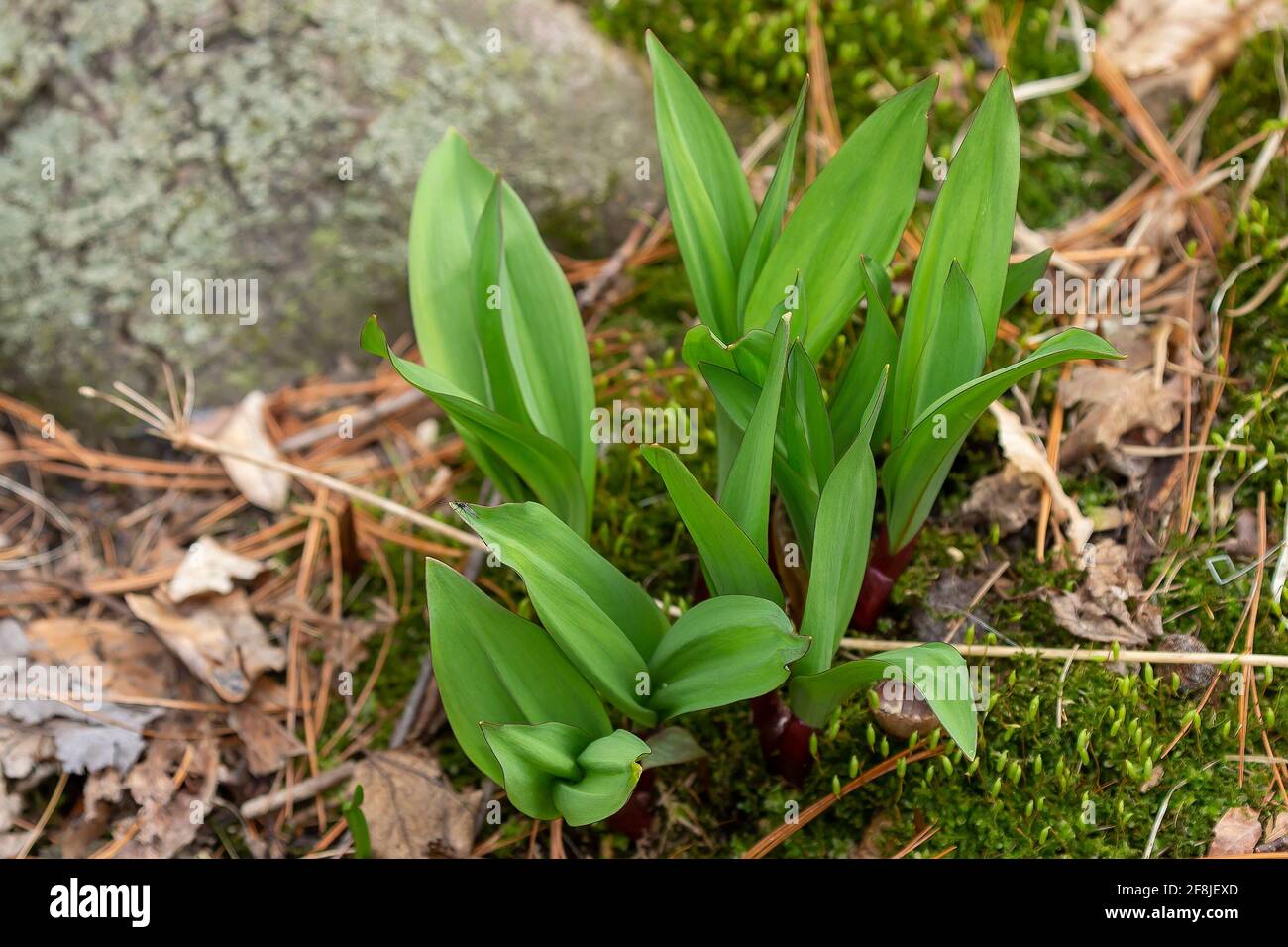 Wild Ramps wild garlic ( Allium tricoccum), commonly known as ramp