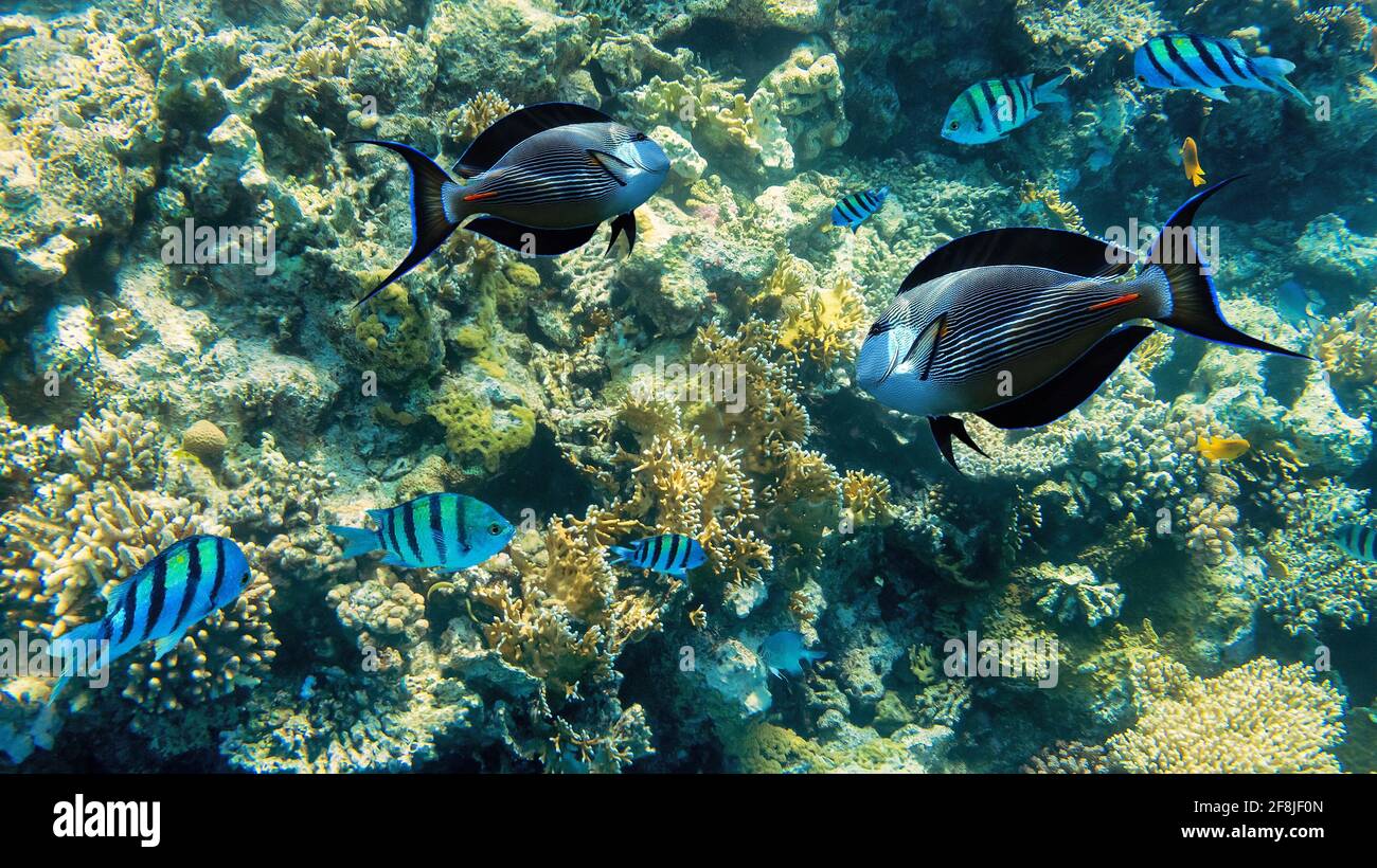 Underwater in coral reef in tropical sea Stock Photo