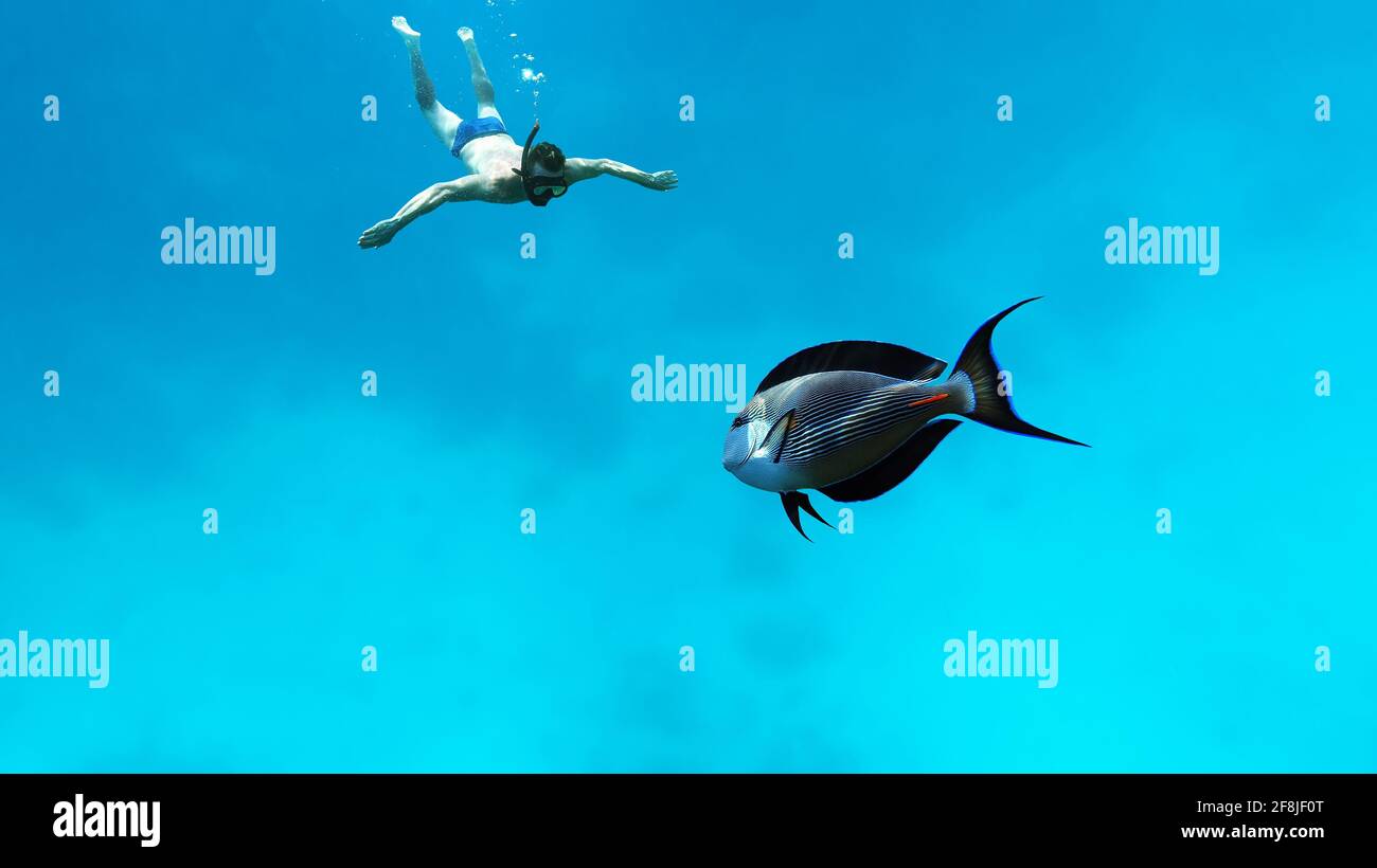 Snorkeling underwater in blue sea in coral reef Stock Photo