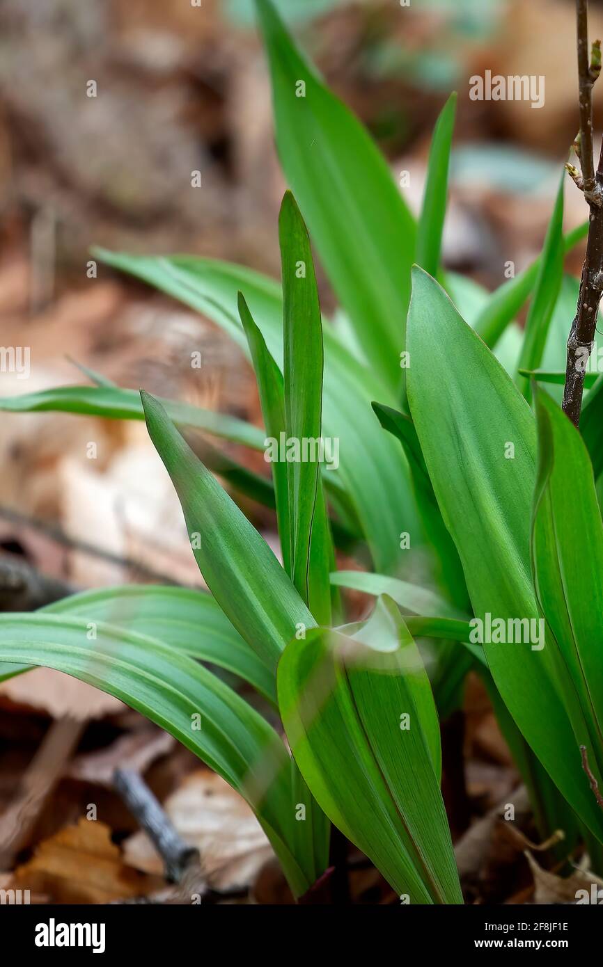 Wild Ramps wild garlic ( Allium tricoccum), commonly known as ramp, ramps, spring onion, wild