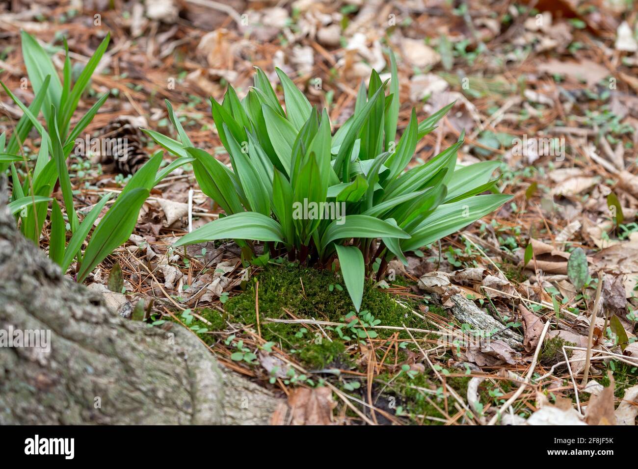 Wild Ramps wild garlic ( Allium tricoccum), commonly known as ramp, ramps, spring onion, wild