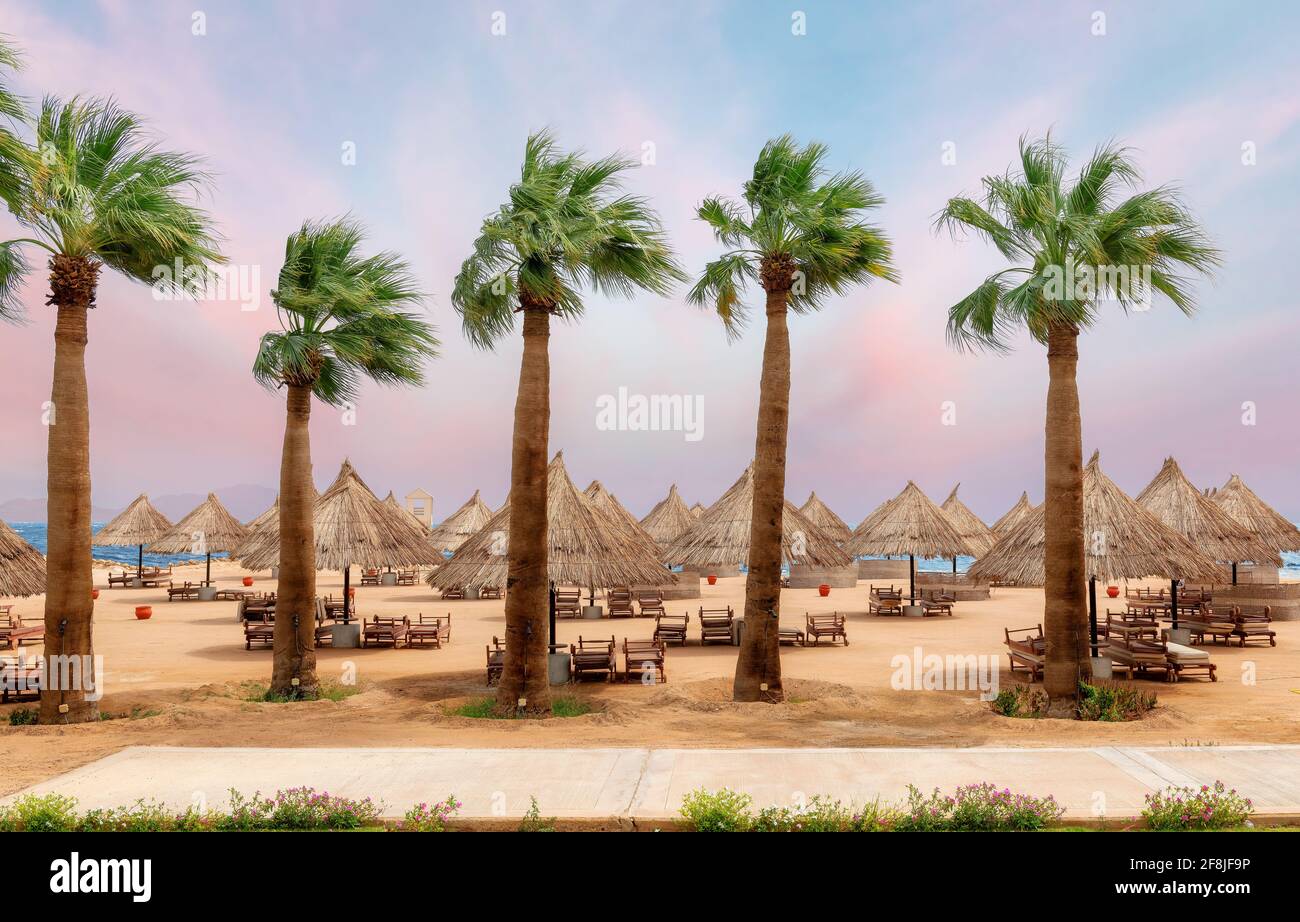 Palm trees at sunset in tropical beach resort Stock Photo - Alamy