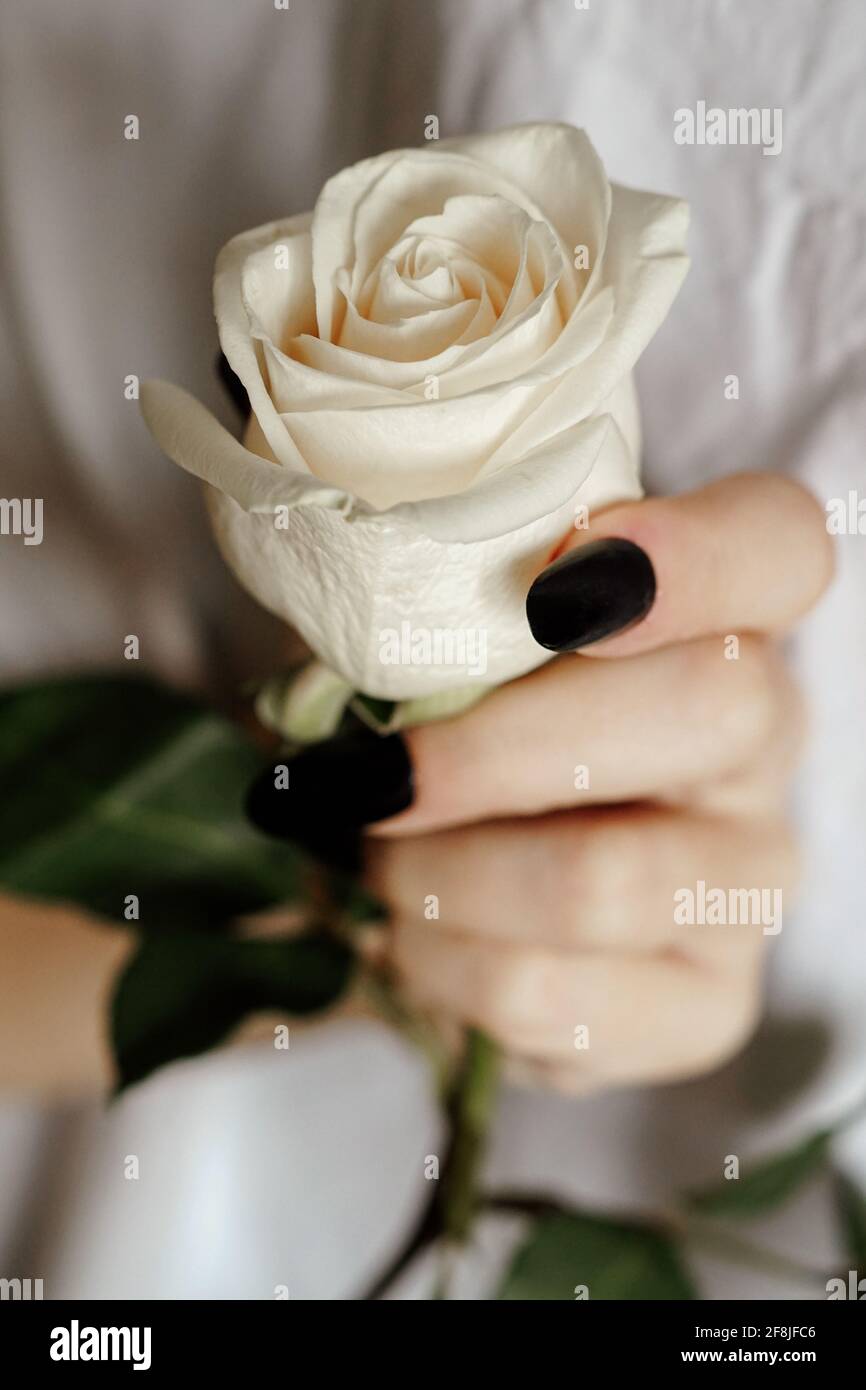 Closeup shot of a beautiful white rose in hand Stock Photo - Alamy