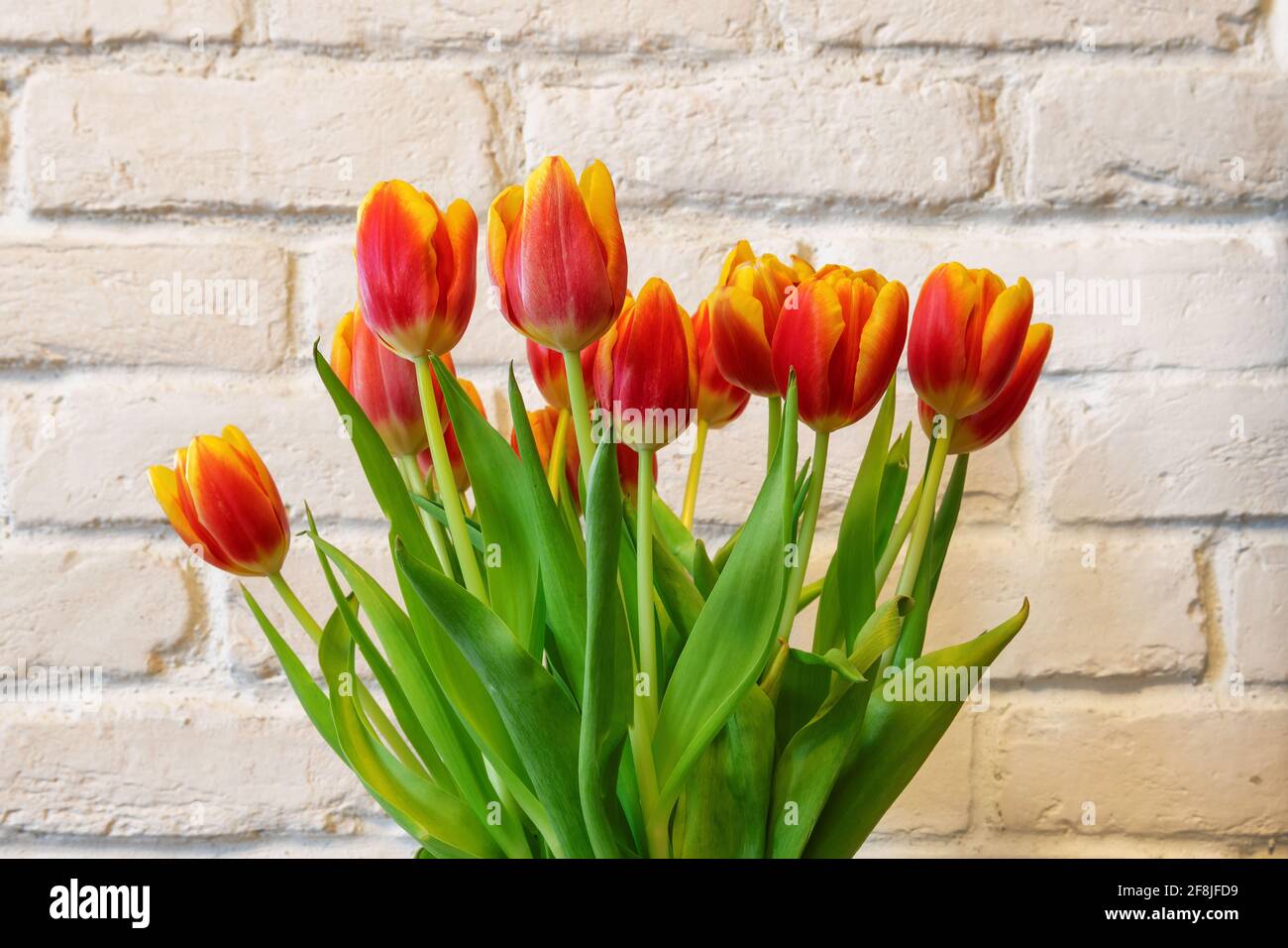 Fresh spring tulips on white brick wall background. Stock Photo