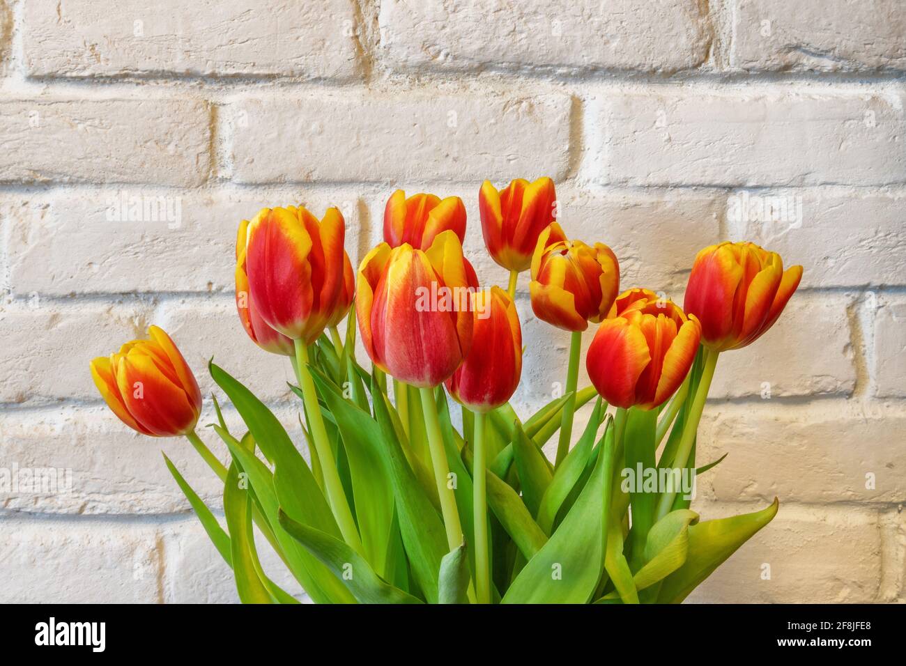 Fresh spring tulips on white brick wall background. Stock Photo