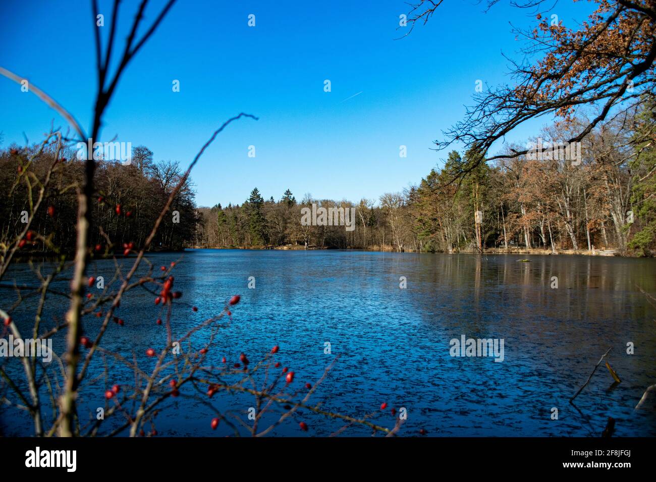 Mesmerizing view of a calm lake surrounded by trees under a blue sky ...