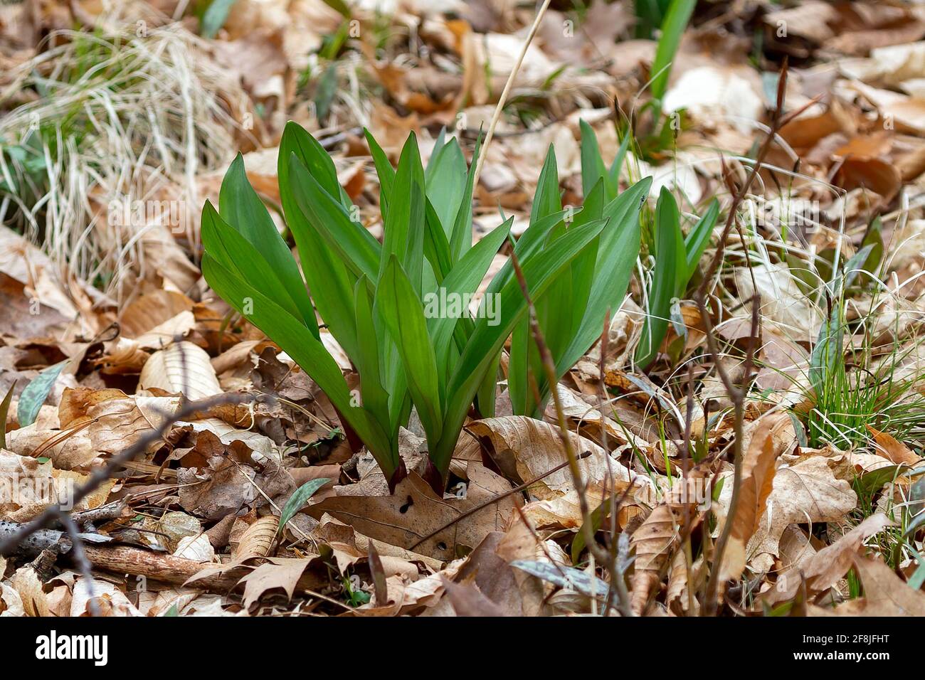 Wild Ramps wild garlic ( Allium tricoccum), commonly known as ramp, ramps, spring onion, wild