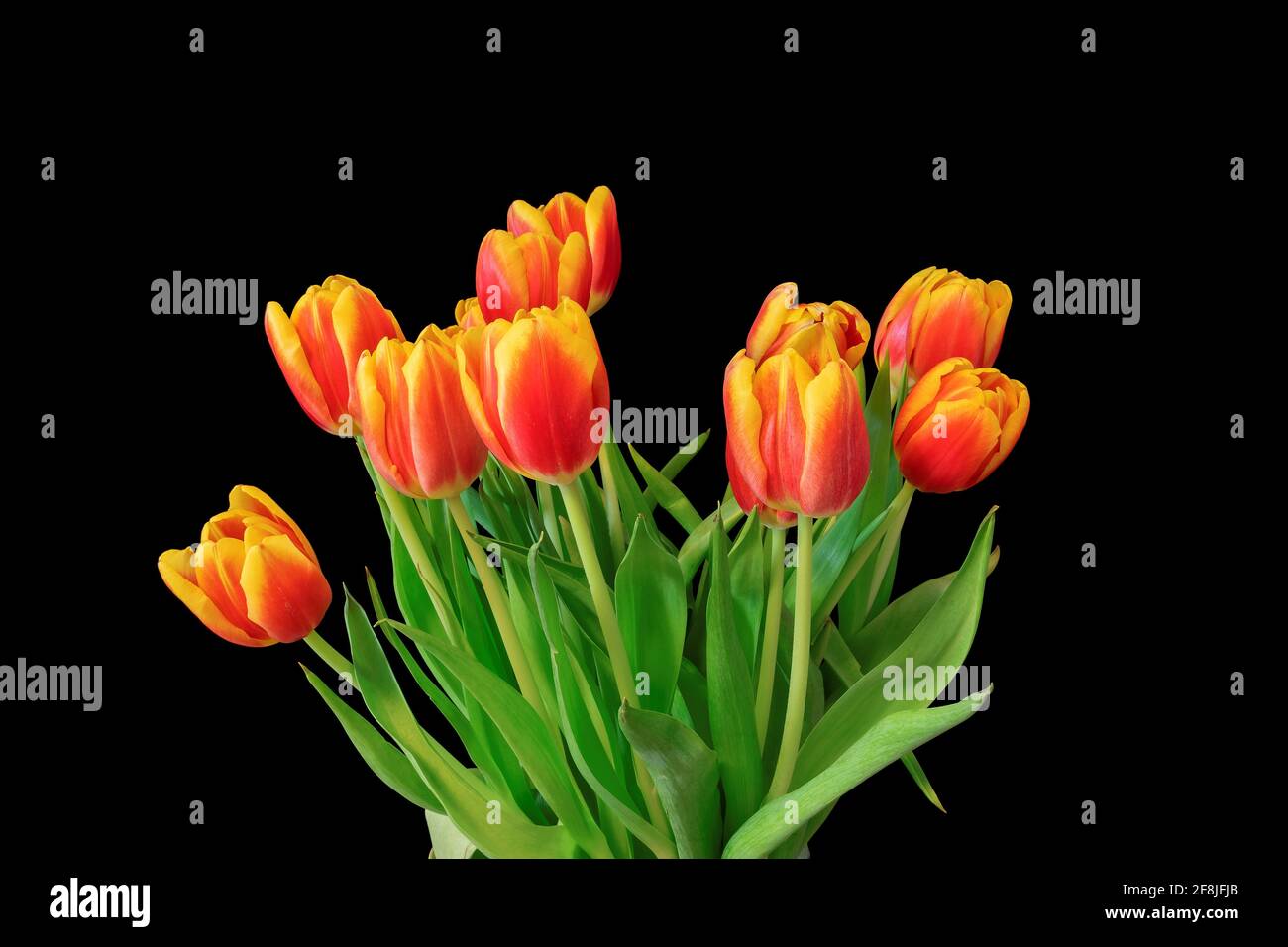 Fresh spring tulips on black background. Stock Photo