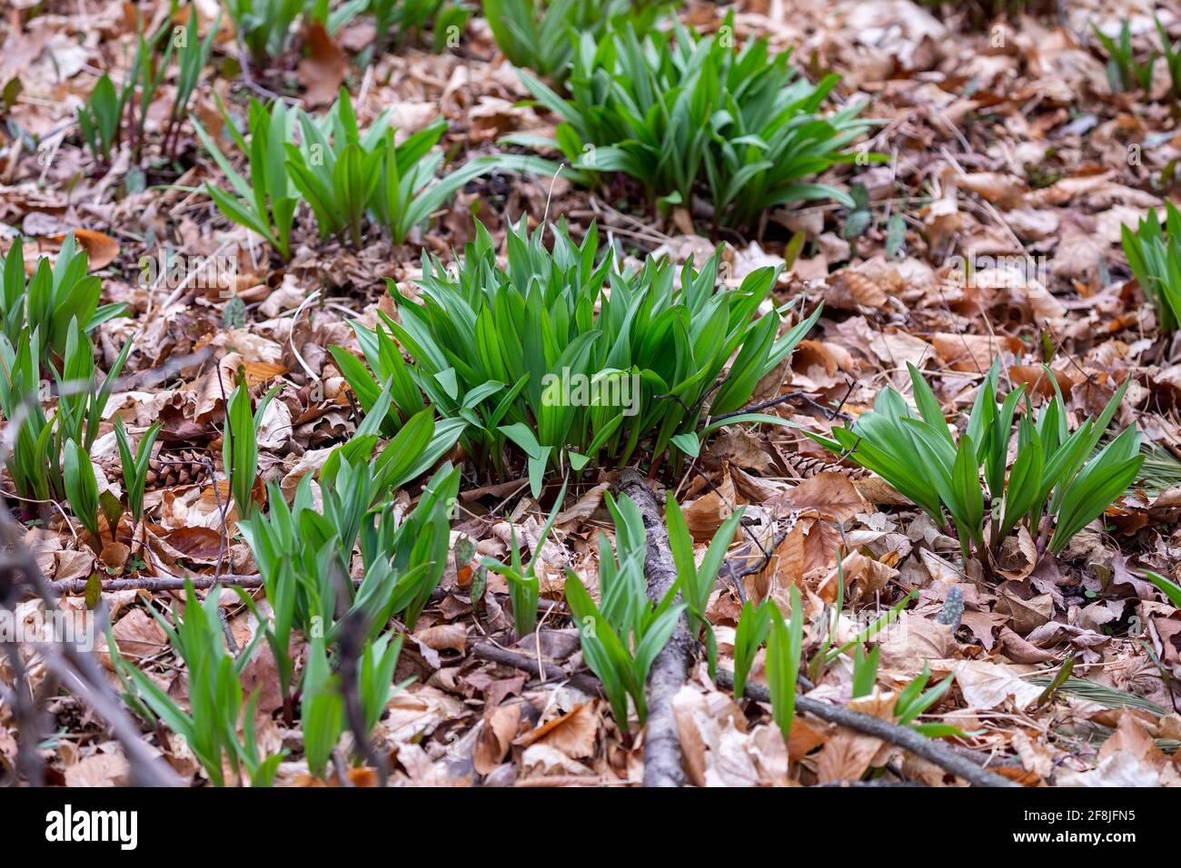 Wild Ramps wild garlic ( Allium tricoccum), commonly known as ramp, ramps, spring onion, wild