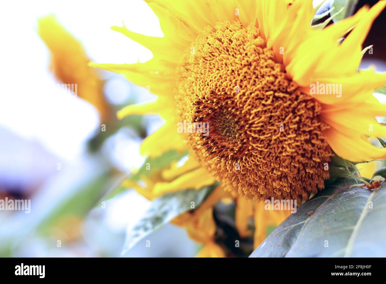 Zoomed yellow sun flower from side with blurry background Stock Photo