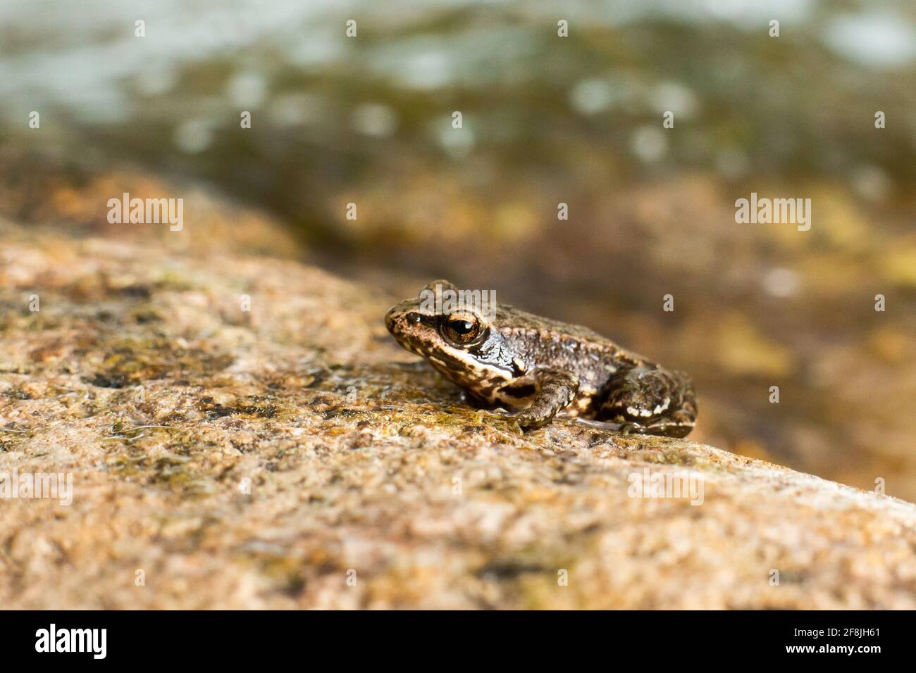 Frog on a rock with unfocused background Stock Photo