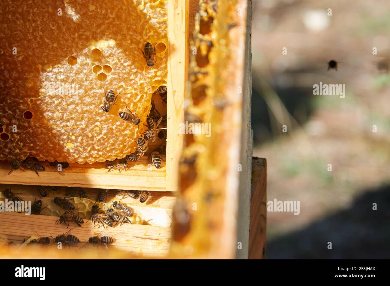 Some bees working in your comb while one alone bee fly around it Stock Photo