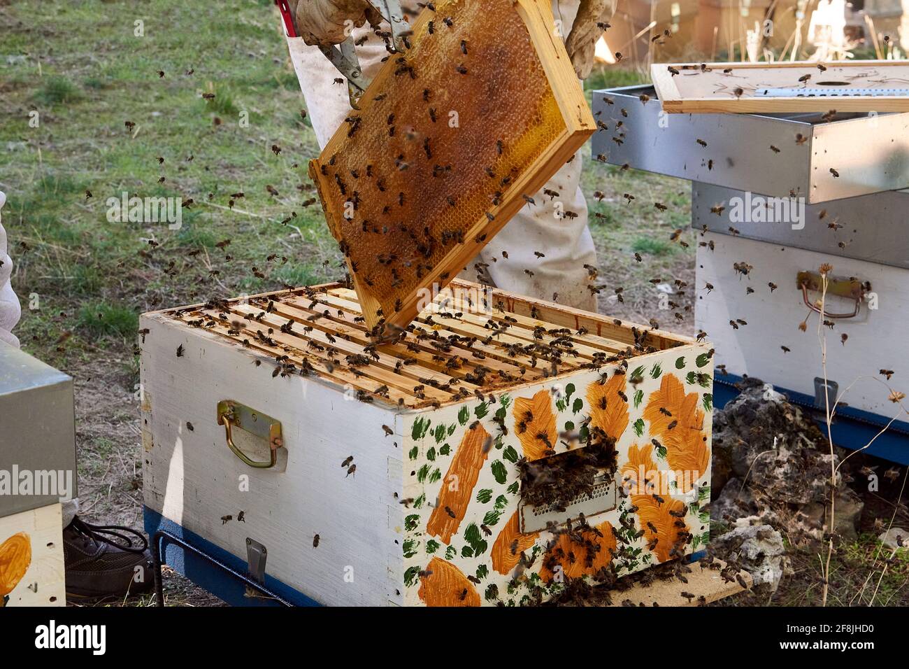 Apiarist working with your bees to achieve sweet honey Stock Photo