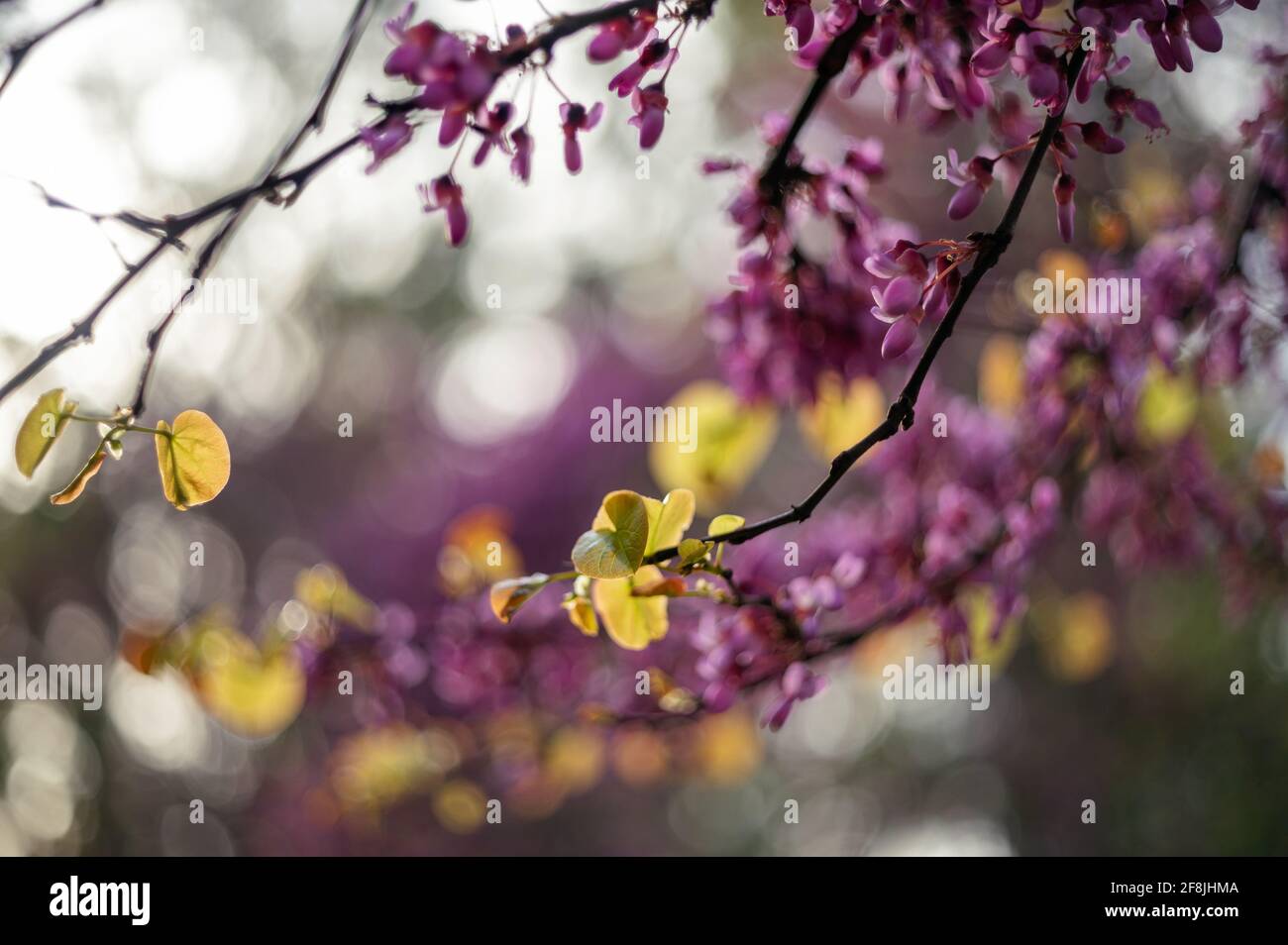 Spring is outside. Blooming cercis. First flowering trees. Stock Photo