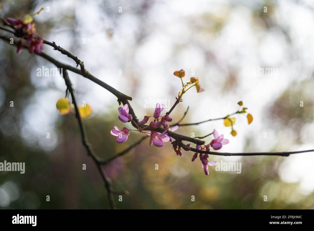 Spring is outside. Blooming cercis. first flowering trees. Stock Photo