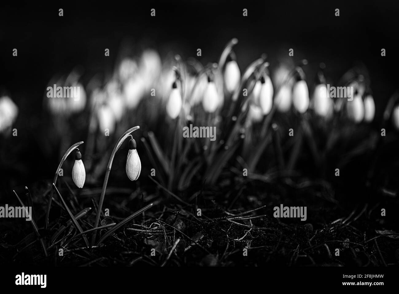 Snowdrop Mini in Black main image 0