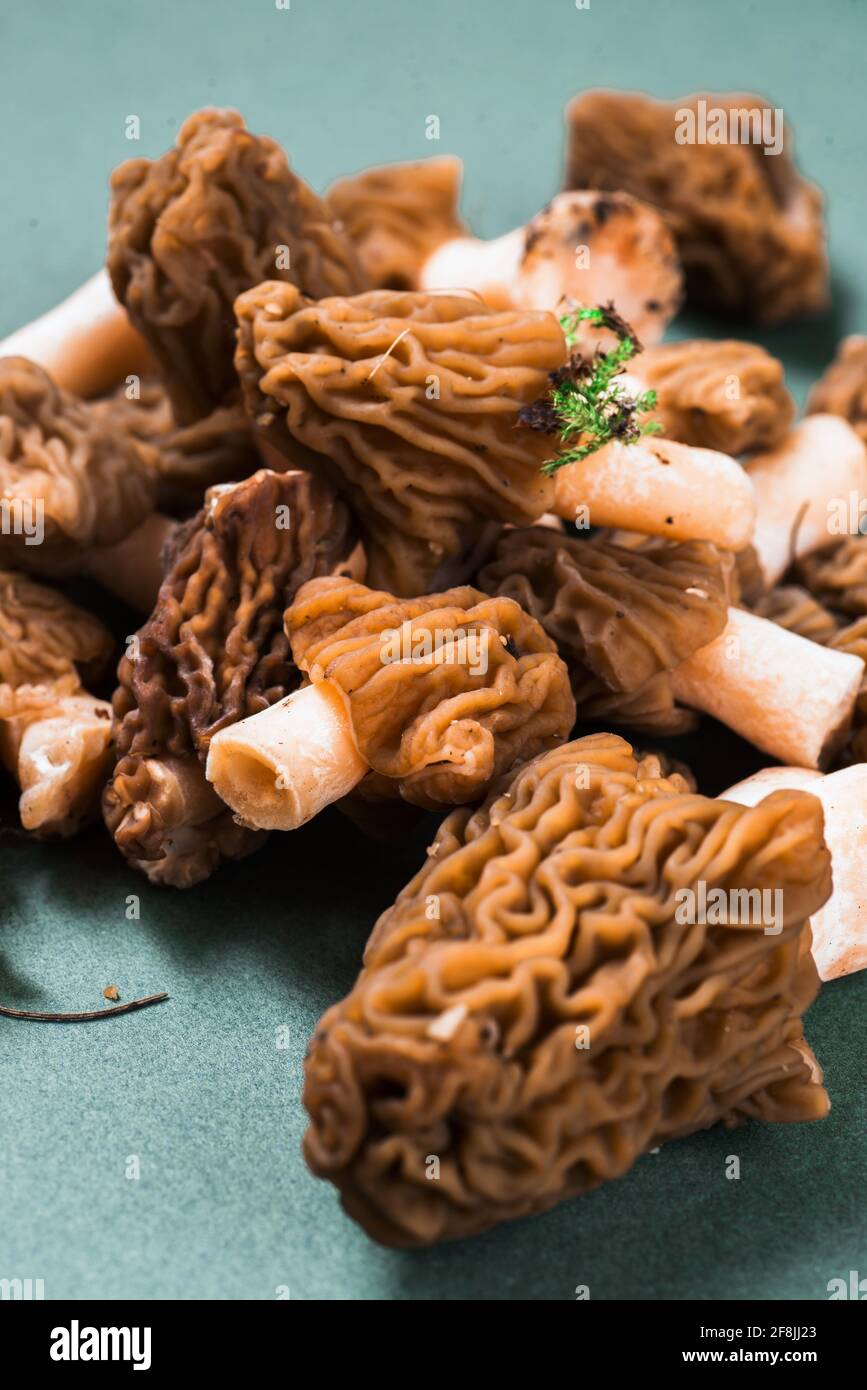 Morel (morchella) mushroom - Verpa bohemica, in Czech republic called Duck of Bohemia, kind of morels, rare and expensive fungus on green background. Stock Photo