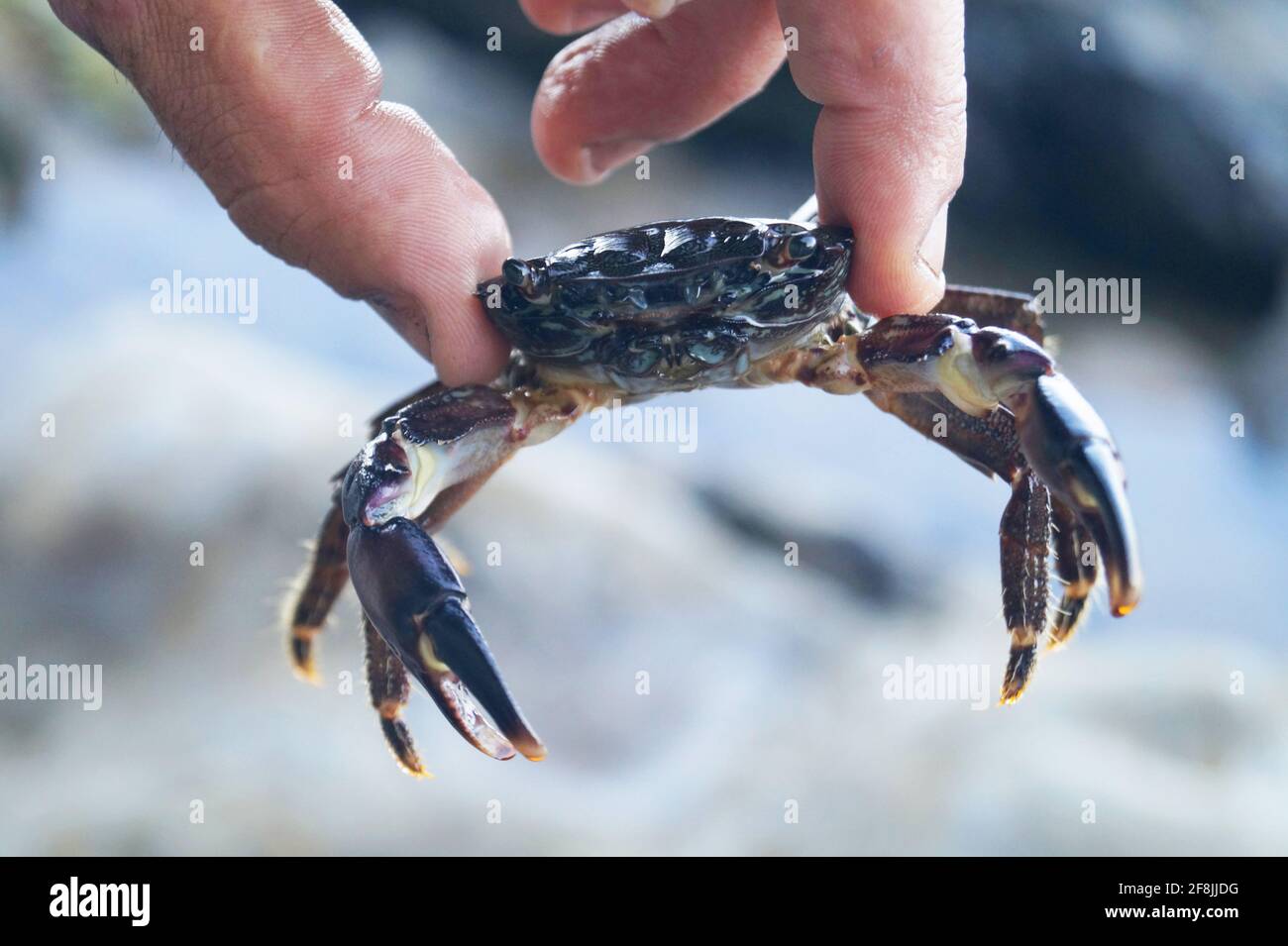 Black sea crab looks full-face in the hands of a man Stock Photo