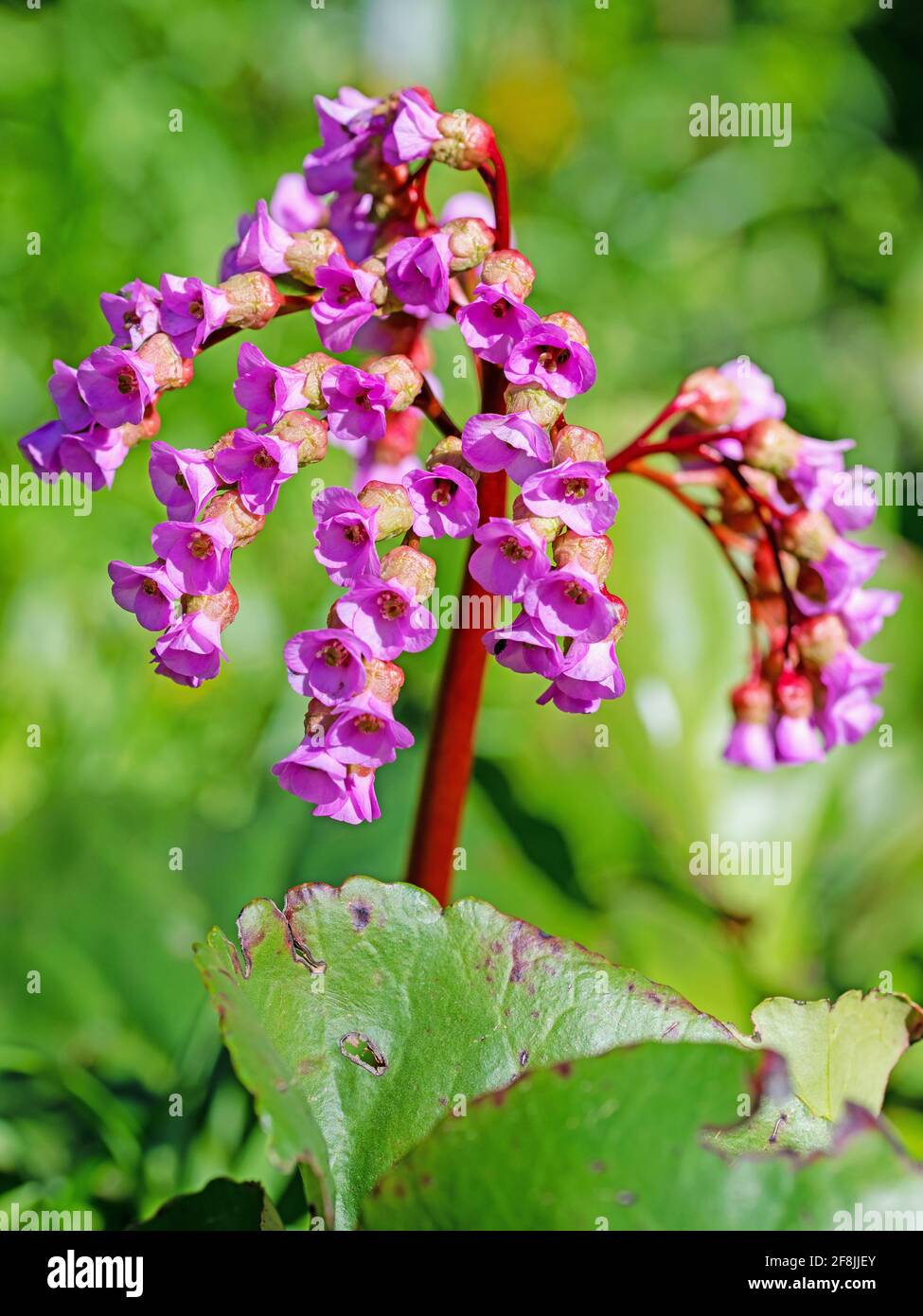 Violet blooming  bergenia in spring Stock Photo