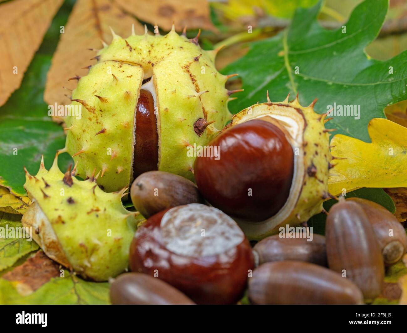 Chestnuts and acorns in a close-up Stock Photo