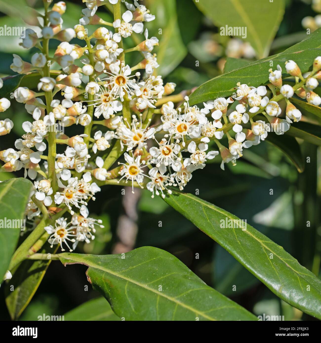 Flowering cherry laurel, Prunus laurocerasus, in spring Stock Photo - Alamy
