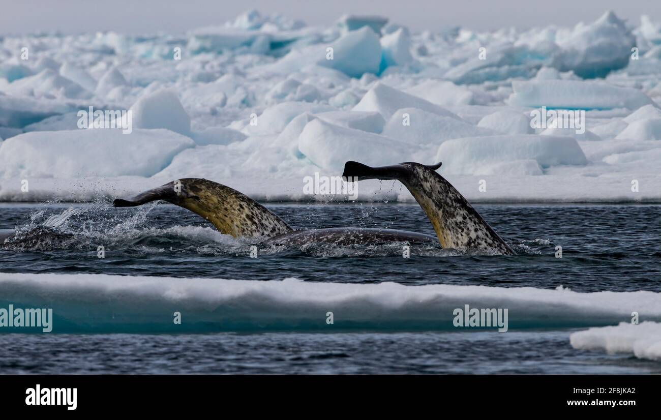 Narwhal (Monodon monoceros) off the floe edge ice of the Canadian arctic in Admiralty Inlet, Baffin Island, Nunavut, Canada. Todd Mintz Photography Stock Photo