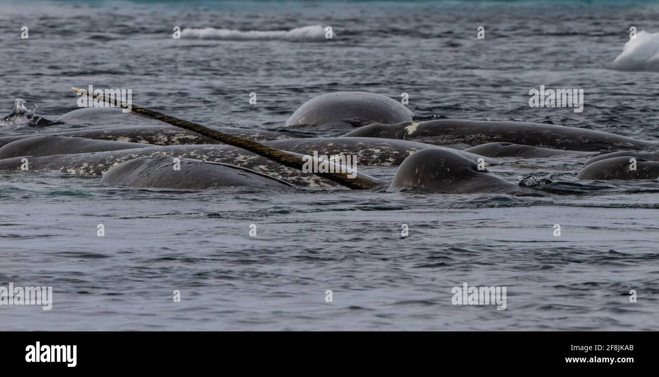 Narwhal (Monodon monoceros) off the floe edge ice of the Canadian arctic in Admiralty Inlet, Baffin Island, Nunavut, Canada. Todd Mintz Photography Stock Photo