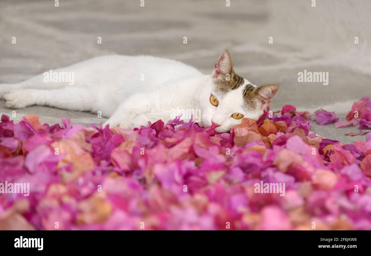 Cute young white lazy cat resting in pink colored Bougainvillea flower petals on the ground of a street, Cyclades, Greece Stock Photo