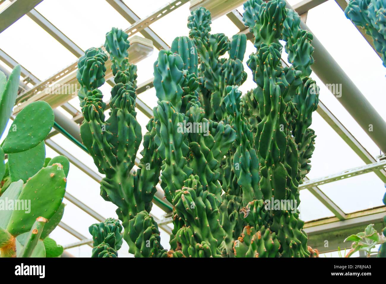 Tropical plant cactus cactaceae, cereus hildmannianus monstrose greenhouse Stock Photo
