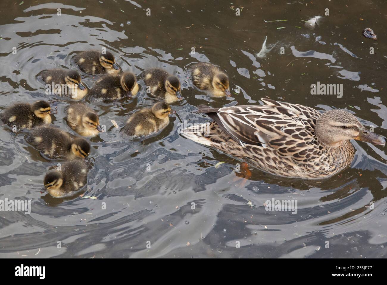 UK Weather, 14 April 2021: as spring progresses a mother duck takes her ten ducklings for a swim on the river Thames at Henley. Anna Watson/Alamy Live News Stock Photo