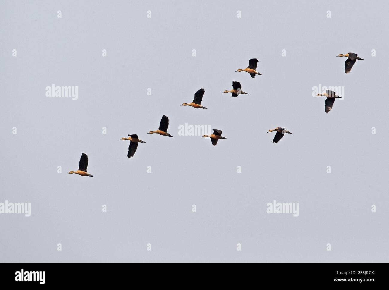 Lesser Whistling-duck (Dendrocygna javanica) flock in flight Ang Trapaeng Thmor, Cambodia          January Stock Photo