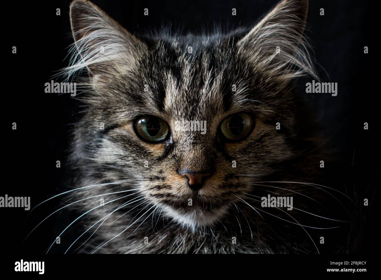 Norwegian forest cat Stock Photo