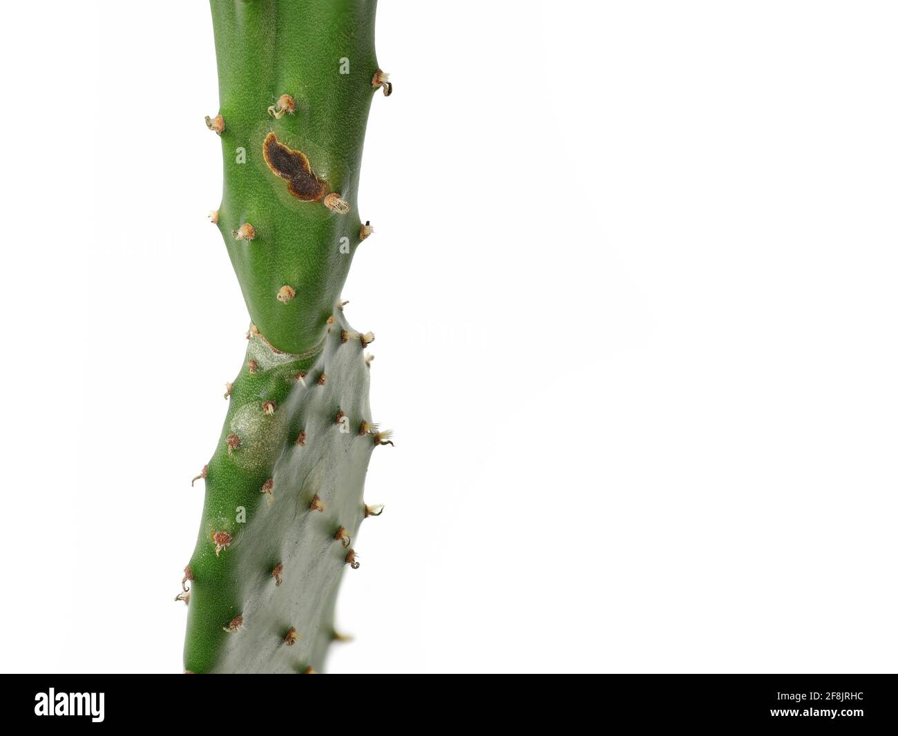 opuntia, prickly pear cactus with brown spot isolated on white background, signs of diseases of succulents Stock Photo