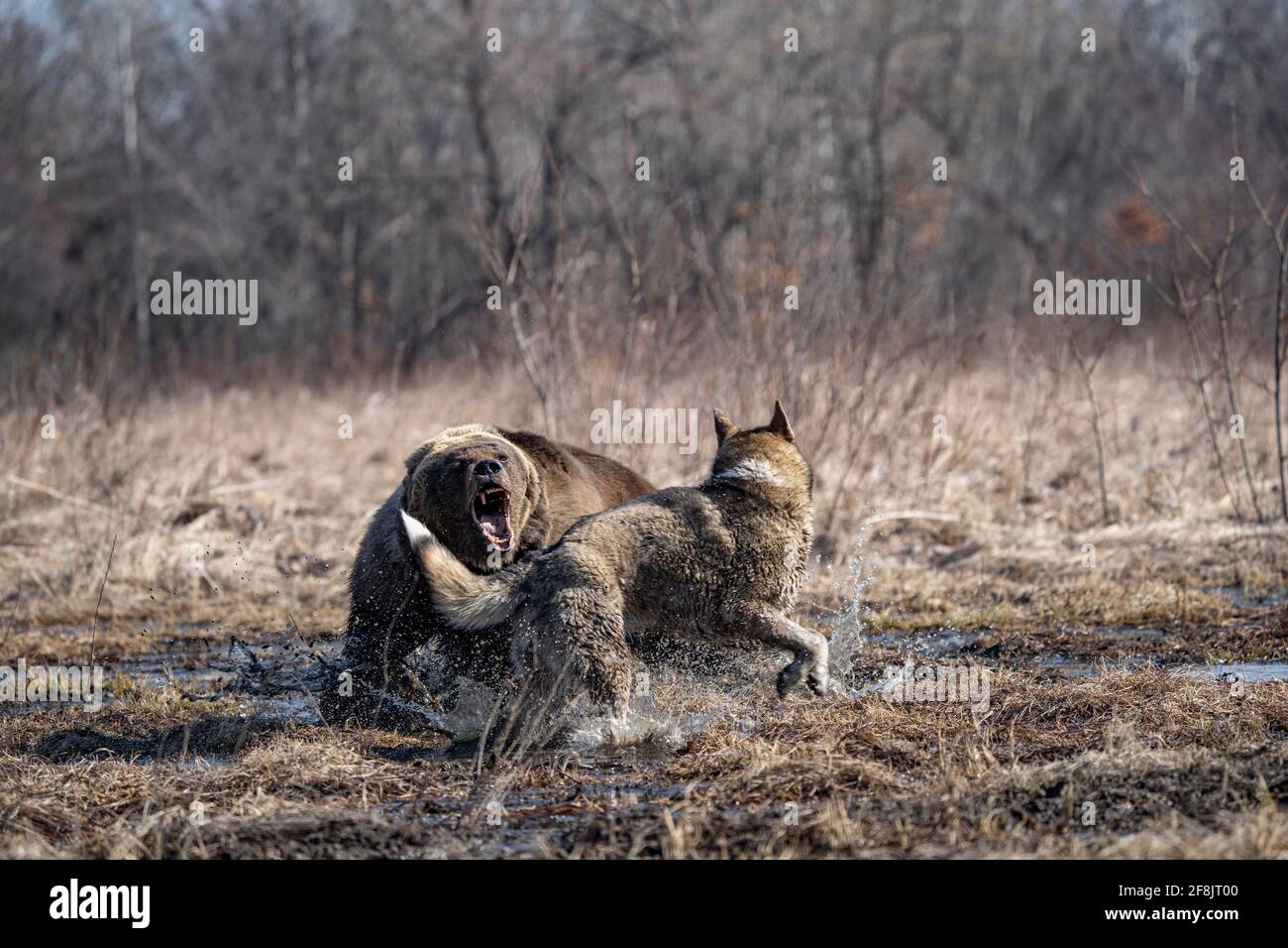 bear and dog . the dog attacks and bites the bear Stock Photo Alamy