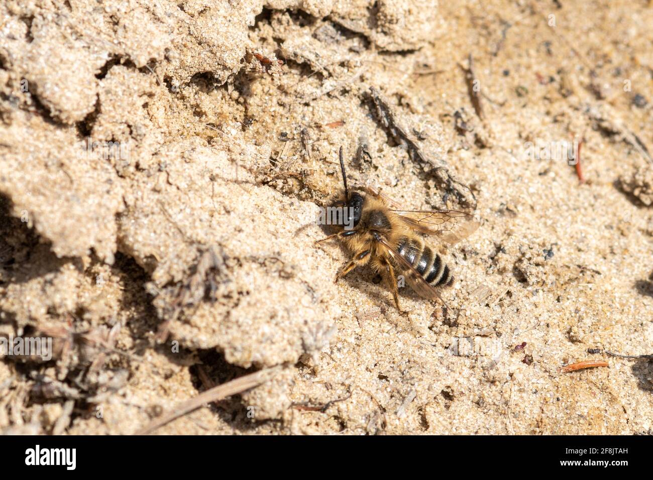 Tawny mining bee (Andrena fulva) male, Surrey, UK, during April or Spring Stock Photo