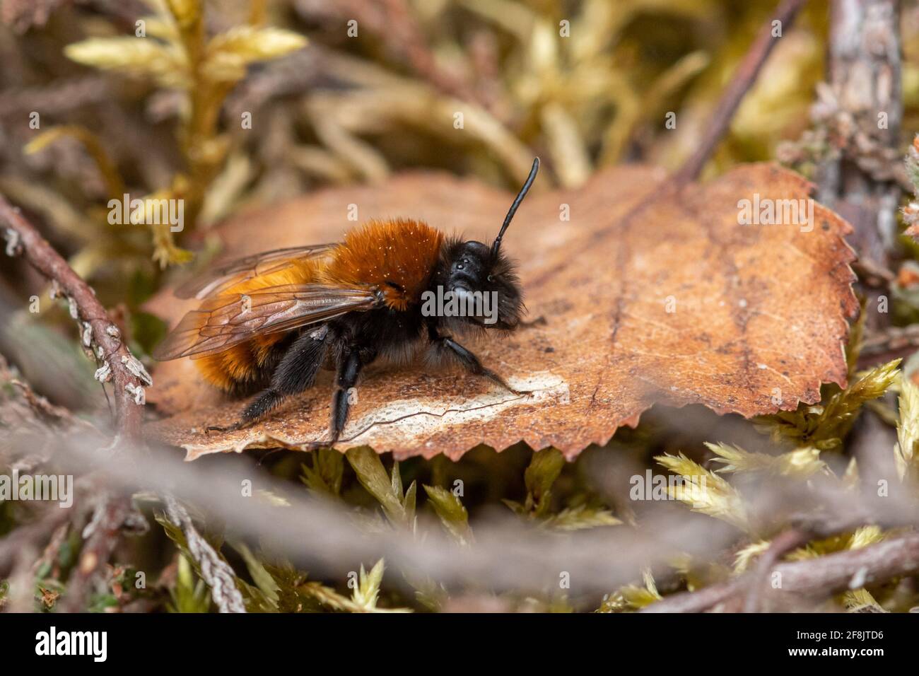 Tawny mining bee (Andrena fulva) female, Surrey, UK, during April or Spring Stock Photo