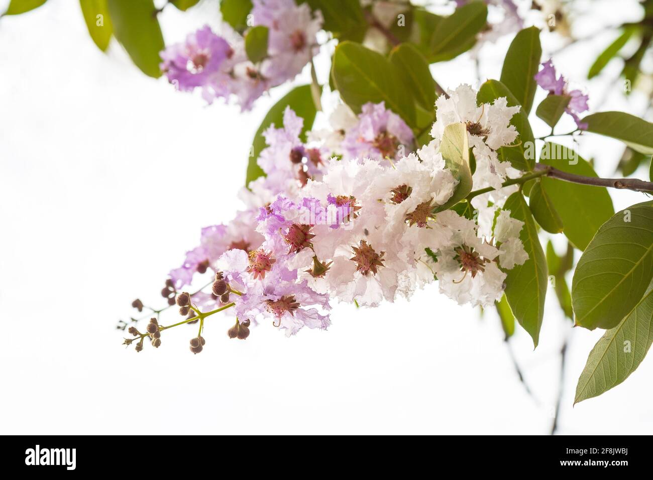 Delicate lilac-white flowers Lagerstroemia floribunda, native of the tropical region of Southeast Asia Stock Photo